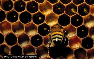 FNQ Keeps Close Watch on Potential Biosecurity Threats