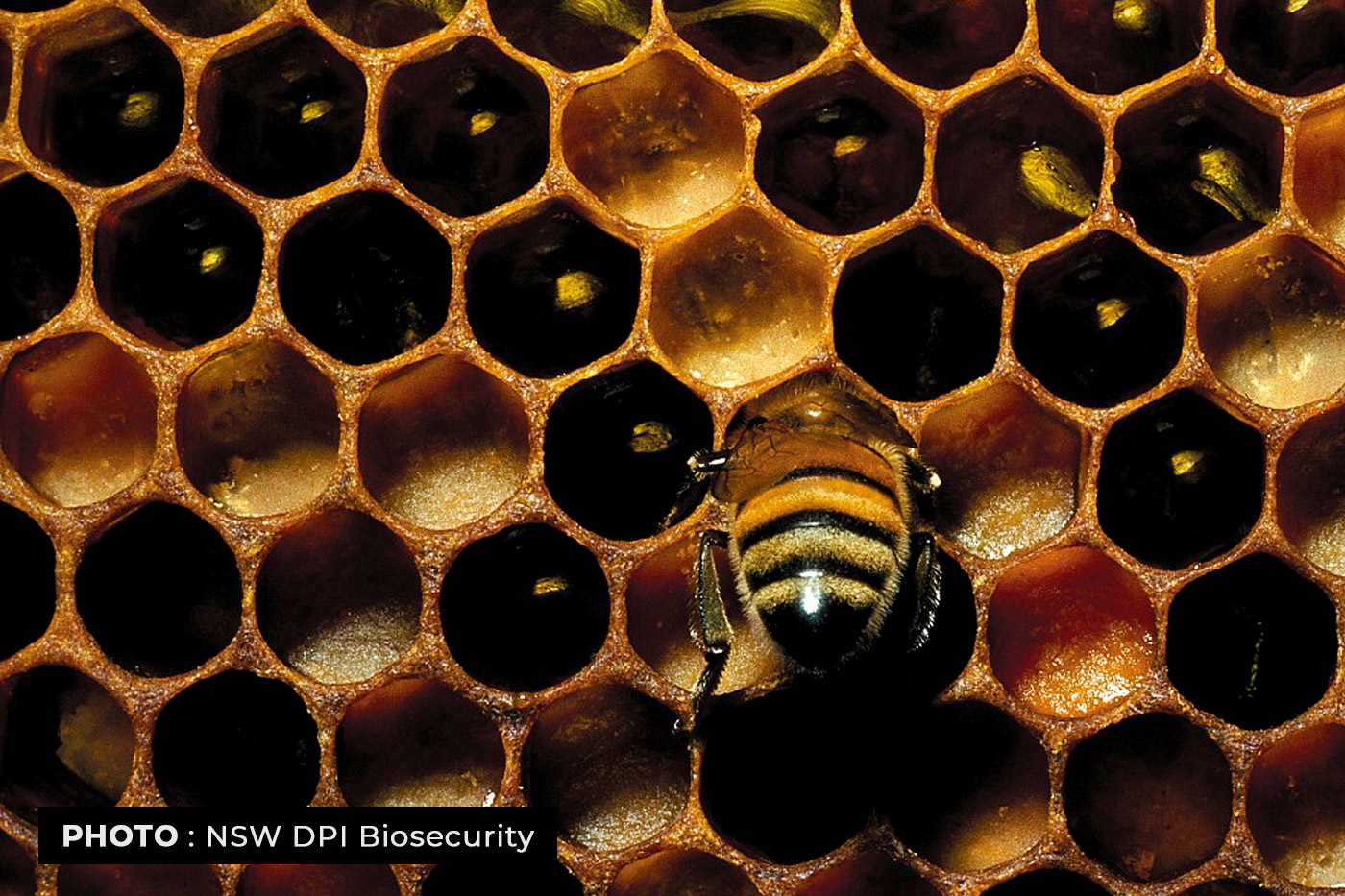 FNQ Keeps Close Watch on Potential Biosecurity Threats - FNQ Growers ...